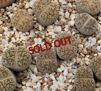 画像1: C341 lesliei Kimberley form /2H　【26-1】