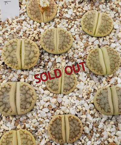 画像1: Vertigo' ex. Tok【26-1】