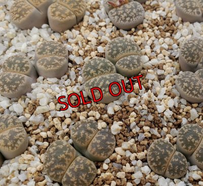 画像1: C352 lesliei /2H【26-1】