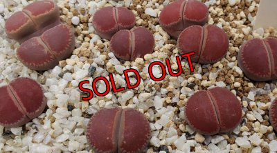 画像1:  'Corona-ko' 【26-1】