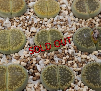 画像1:  Gariep Juweel /旧名:Green River【26-1】