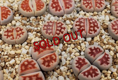 画像1: Top Red S. S.【26-1】