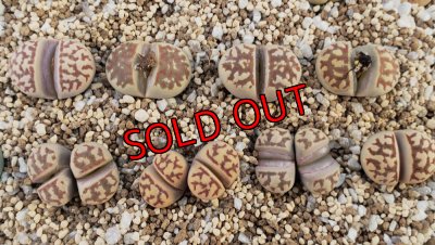 次の写真に番号振ってます