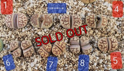 画像2: dorotheae EH (yellow) /2H 【26-1】