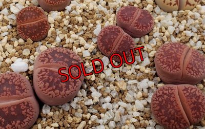 画像1: Redd i ssh EH208 /2H【26-1】