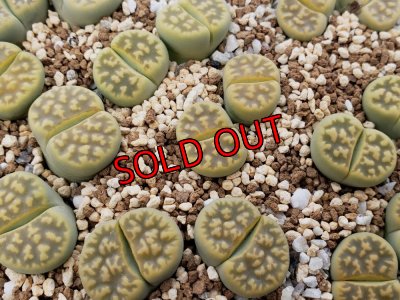 画像1: Lerichegreen ex.KG /2H【26-1】