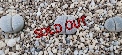 今回販売の分です/1H