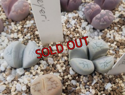 画像1:  meyeri C273【26-1/8】