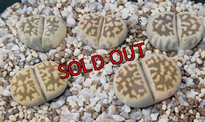 島田氏のオリジナル品種です/斑入りです