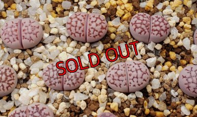 画像1: julii subsp. julii 'Yukari'【26-1】