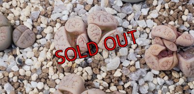 画像1: ex374 Paw pads【26-1】