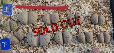 次の写真に番号振ってます