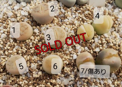 画像2:  C388 翆蛾 steineckeana【26-1】