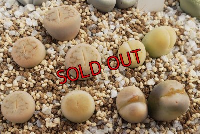 画像1:  C388 翆蛾 steineckeana【26-1】