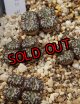 mundum LAV28653 NS3/4H　【26-10】