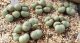 globosum 【26-10】