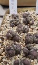 stephanii ssp. helmutii SB1120【26-10】
