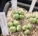 画像1: ficiforme fossuiatum CR1527【26-10】 (1)