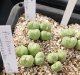 ficiforme fossuiatum CR1527【26-10】