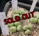 ficiforme fossuiatum CR1527【26-10】