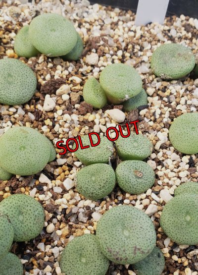 画像1:  ssp. ricardianum PVB8364【26-10】