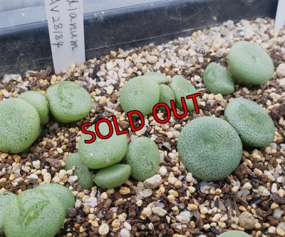 画像1:  ssp. ricardianum LAV28184【26-10】