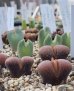 画像1: verrucosum Gamoep【26-10】 (1)