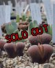 verrucosum Gamoep【26-10】