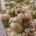 画像1: friedrichiae samoep 【26-10】 (1)
