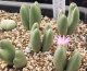biobum ssp gracilistylum SB7814/2H【26-10】