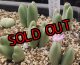biobum ssp gracilistylum SB7814/2H【26-10】