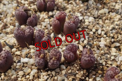 画像1: pellucidum ssp. neohalii  ”Makin`s Plum”T3/2H【26-10】