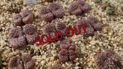 画像1: obcordellum picturatum SH2079【26-10】