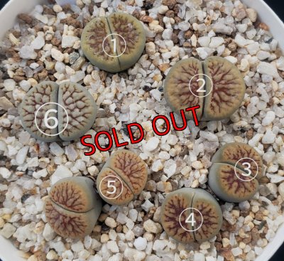 画像1: schwantesii 'nutwerk' ex C75 /2H【26-10】