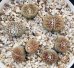 画像1: schwantesii 'nutwerk' ex C75 /2H【26-10】 (1)