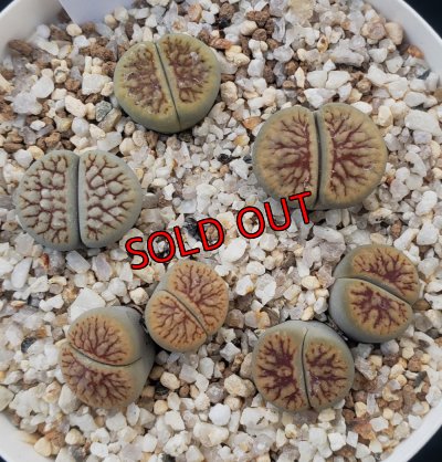 画像2: schwantesii 'nutwerk' ex C75 /2H【26-10】