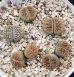 画像2: schwantesii 'nutwerk' ex C75 /2H【26-10】 (2)