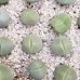 画像1:  緑春桃玉【26-10】 (1)