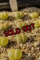  Pietersgreen ex. C30 【26-10】