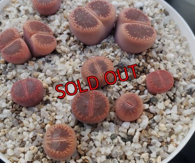 画像1:  subsp. euniceae var. fluminalis 'Mado-Chieruby【26-10】
