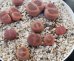画像1:  subsp. euniceae var. fluminalis 'Mado-Chieruby【26-10】 (1)