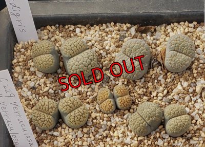 画像2: verruculosa 'Verdigris' ex SH/2H【26-10】