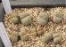 画像2: verruculosa 'Verdigris' ex SH/2H【26-10】 (2)