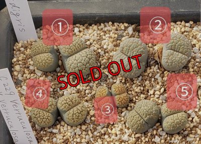 画像1: verruculosa 'Verdigris' ex SH/2H【26-10】
