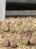 画像1: C129 verruculosa v. verruculosa/2H【26-10】 (1)
