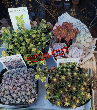 画像1: セダム苗セット-A（26-3）