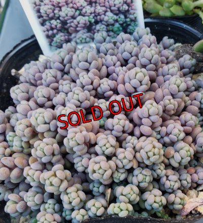 画像3: 寄せ植えセット-雫A（26-4）