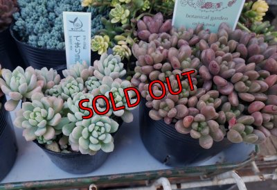 画像2: セダム苗セット-B（26-3）