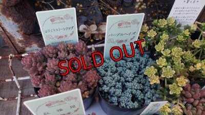 画像3: セダム苗セット-B（26-3）