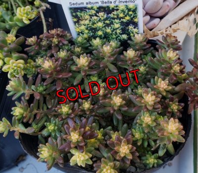 画像4: セダム苗セット-A（26-3）